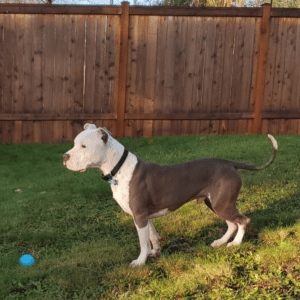 Dog with a Town and Country Pet Fence