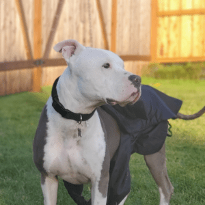 Dog with a Town and Country Pet Fence